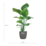 Strelitzia Nicolai met Viber pot grijs - 80cm - Ø21