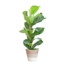Ficus Lyrata met Mand Lissabon wit - 80cm - Ø21