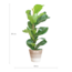 Ficus Lyrata met Mand Lissabon wit - 80cm - Ø21