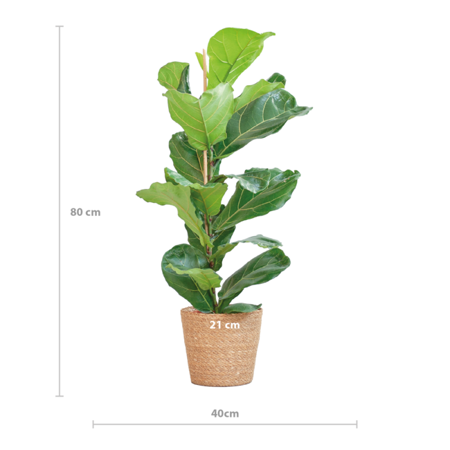 Ficus Lyrata met Mand Sofia naturel - 80cm - Ø21