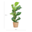 Ficus Lyrata met Mand Sofia naturel - 80cm - Ø21