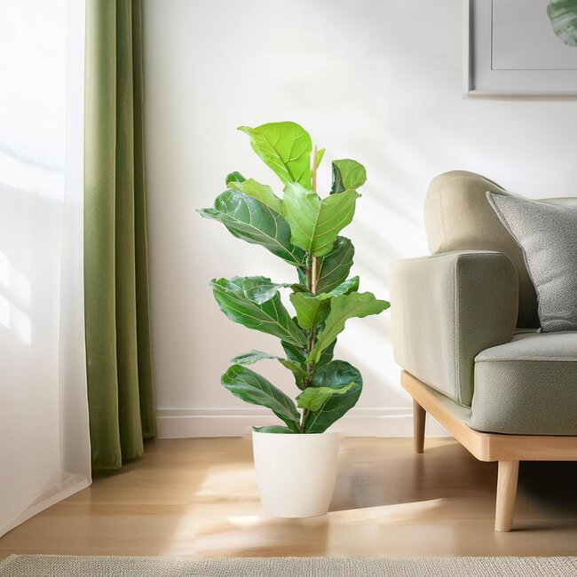 Ficus Lyrata met Viber pot wit - 80cm - Ø21