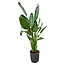 Strelitzia Reginae - 130 cm - Ø24