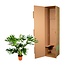Philodendron Selloum - 150 cm - Ø30