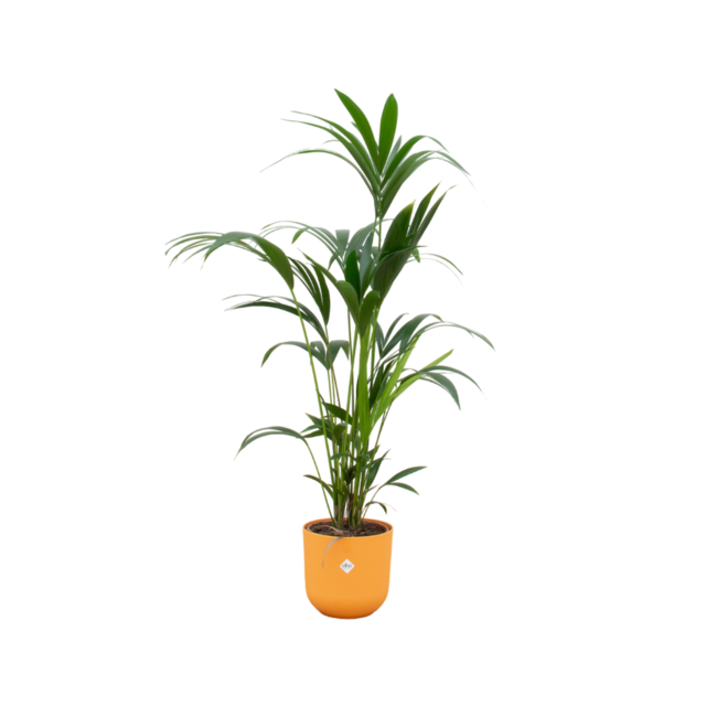 Combi deal - Kentia palm inclusief elho Jazz Round geel Ø26 - 160 cmCombi deal - Kentia palm inclusief elho Jazz Round geel Ø26 - 160 cm