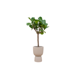 Combi deal - Strelitzia Augusta inclusief elho Pure Coupe bruin Ø41 - 210 cm