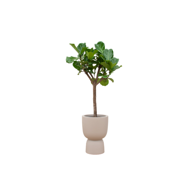 Combi deal - Strelitzia Augusta inclusief elho Pure Coupe bruin Ø41 - 210 cm