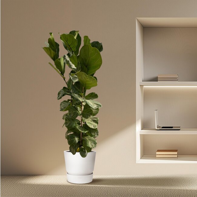 Ficus Lyrata struik - 170 cm - Ø30