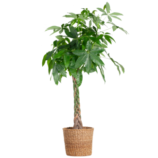 Pachira Aquatica XL met Torun mand - 140cm - Ø3