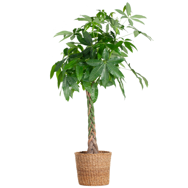 Pachira Aquatica XL met Torun mand - 140cm - Ø3