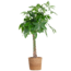 Pachira Aquatica XL met Torun mand - 140cm - Ø3