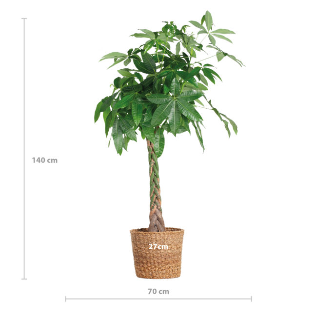Pachira Aquatica XL met Torun mand - 140cm - Ø3