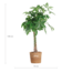 Pachira Aquatica XL met Torun mand - 140cm - Ø3