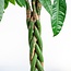 Pachira Aquatica XL met Torun mand - 140cm - Ø3