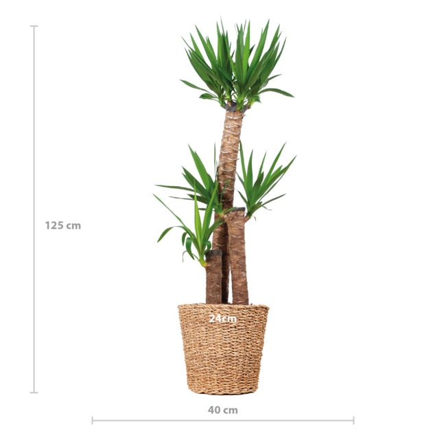 Yucca XL met Torun mand - 125cm - Ø24