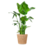 Strelitzia Nicolai XL met Torun mand - 140cm - Ø27