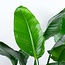 Strelitzia Nicolai XL met Torun mand - 140cm - Ø27