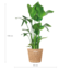Strelitzia Nicolai XL met Torun mand - 140cm - Ø27