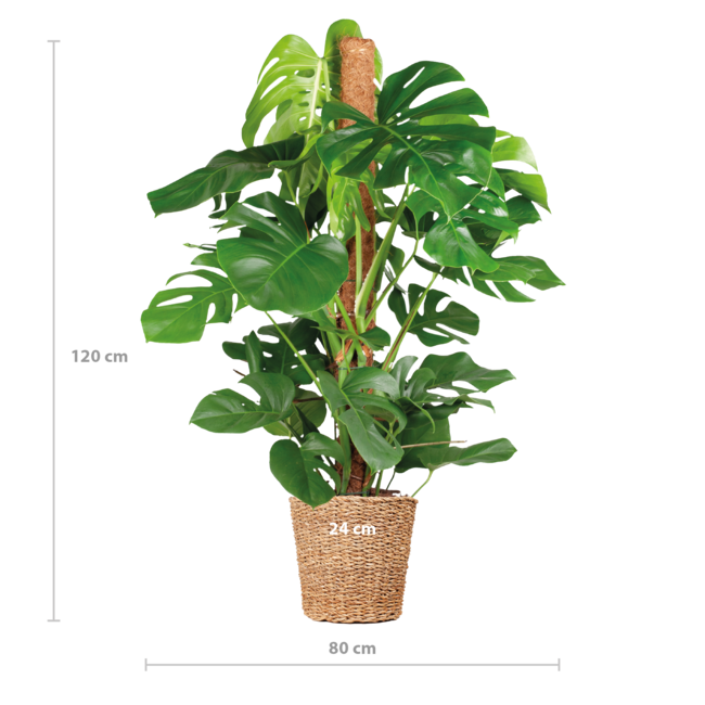 Monstera Deliciosa XL met Torun mand - 120cm - Ø24