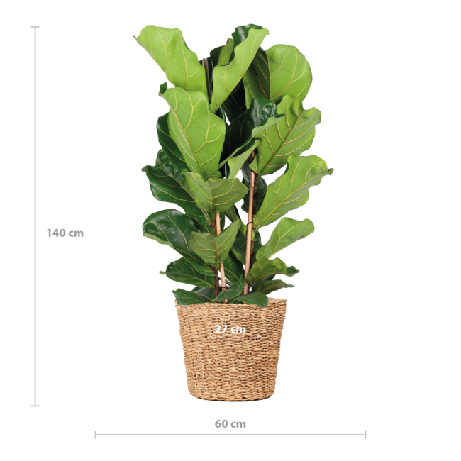 Ficus Lyrata XL met Torun mand - 140cm - Ø27