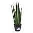Sansevieria cylindrica 'Bacularis' / Mikado - 38 cm - ø10,5