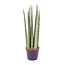 Sansevieria cylindrica 'Spaghetti' - 40 cm - ø10,5