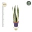 Sansevieria cylindrica 'Spaghetti' - 40 cm - ø10,5
