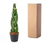 Sansevieria cylindrica 'Twist' - 40 cm - ø10,5