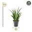 Sansevieria kirkii 'Friends' - 38 cm - ø12