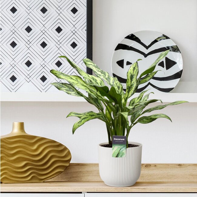 Aglaonema Juliette - 40 cm - ø12