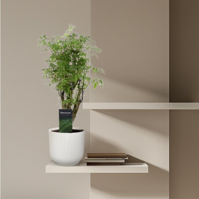 Polyscias Hawaiiana Ming - 45 cm - ø12