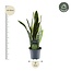 Sansevieria Laurentii - 45 cm - ø12