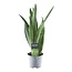 Sansevieria Spearmint - 45 cm - ø12