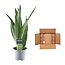 Sansevieria Spearmint - 45 cm - ø12