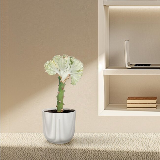 Euphorbia lactea Cristata wit - 30 cm - ø10,5