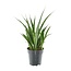 3x Sansevieria Kirkii - 38 cm - ø12