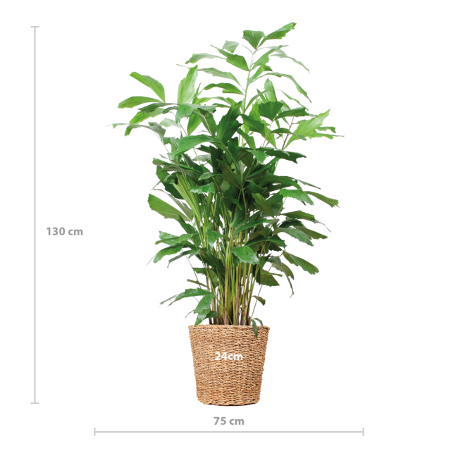 Caryota Mitis XL met mand Torun - 130cm - Ø24