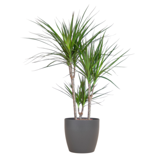 Dracaena Marginata met Viber pot grijs - 95cm - Ø21
