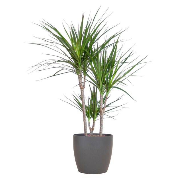Dracaena Marginata met Viber pot grijs - 95cm - Ø21
