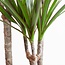 Dracaena Marginata met Viber pot grijs - 95cm - Ø21