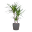Dracaena Marginata met Viber pot grijs - 95cm - Ø21