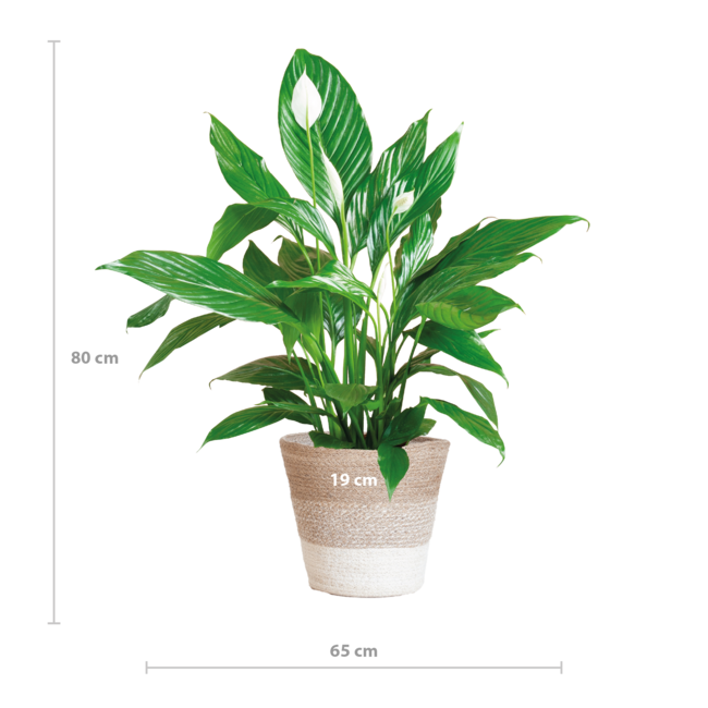 Spathiphyllum met Mand Lissabon wit - 80cm - Ø21