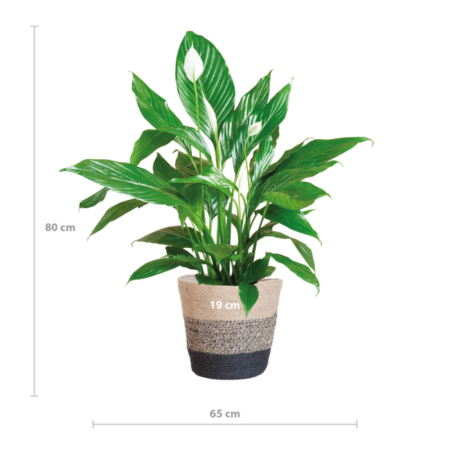 Spathiphyllum met Mand Lissabon zwart - 80cm - Ø21