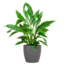 Spathiphyllum met Viber grijs - 80cm - Ø21