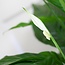 Spathiphyllum met Viber grijs - 80cm - Ø21