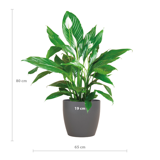 Spathiphyllum met Viber grijs - 80cm - Ø21