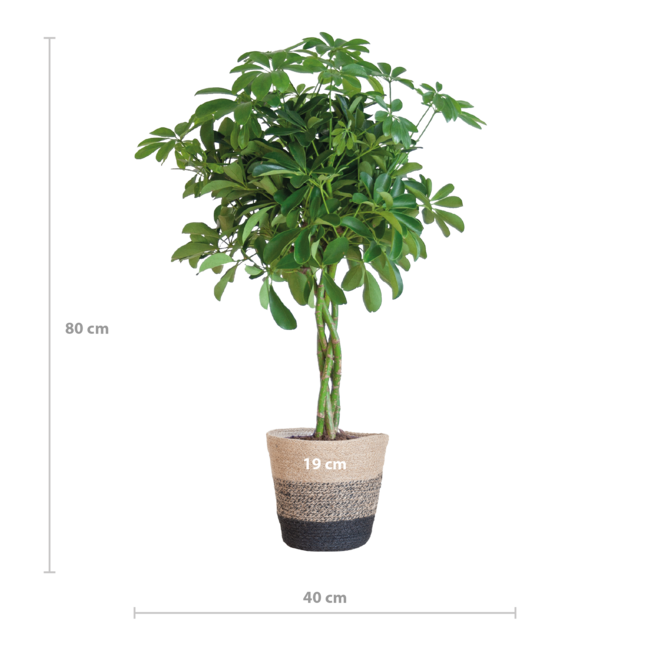 Schefflera Arab Nora met Mand Lissabon zwart - 70cm - Ø21