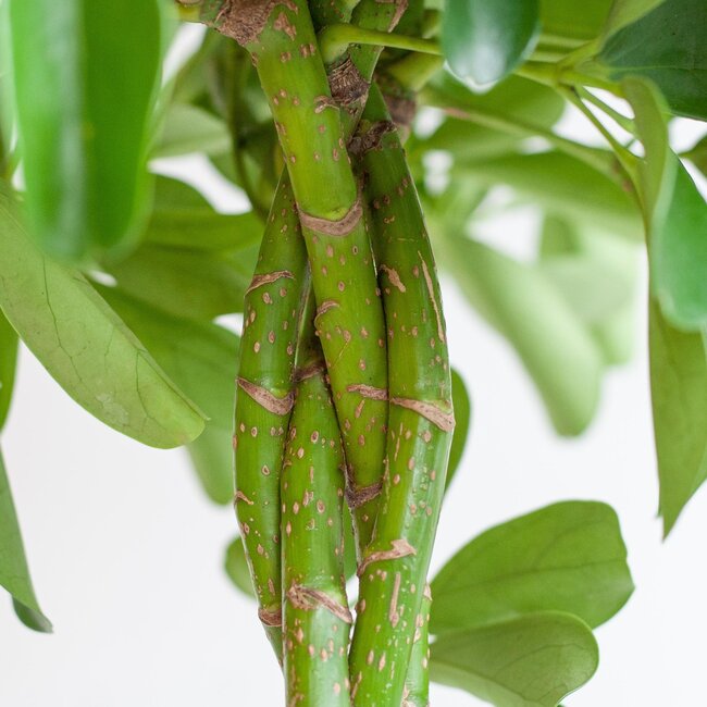 Schefflera Arab Nora met Mand Sofia naturel - 70cm - Ø21