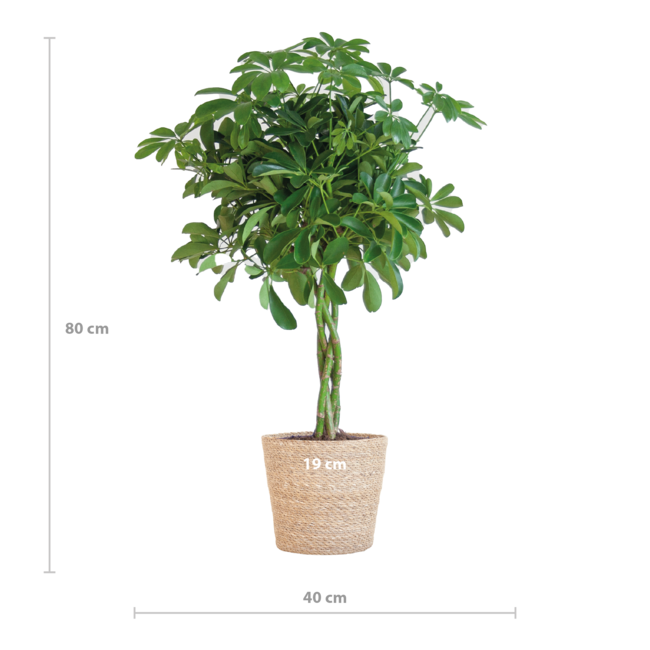 Schefflera Arab Nora met Mand Sofia naturel - 70cm - Ø21