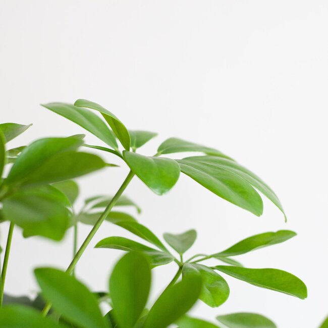 Schefflera Arab Nora met Mand Sofia naturel - 70cm - Ø21